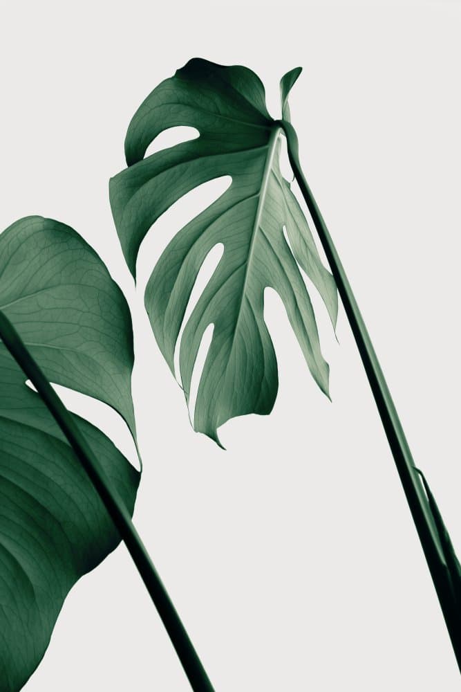 Tropical Monstera Leaves by Pictufy Studio III — canvas wall art