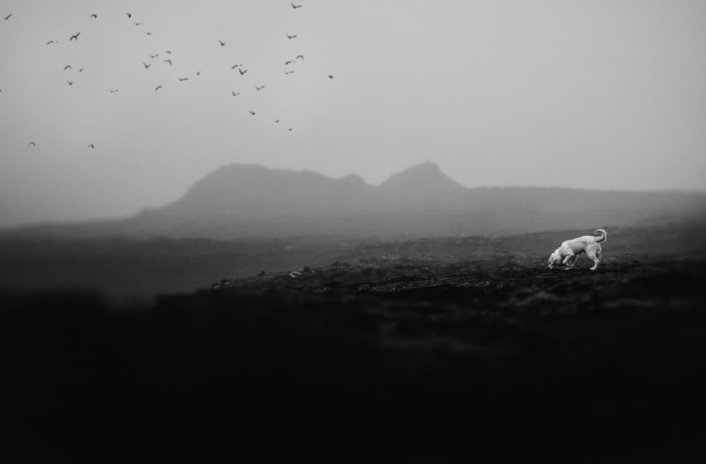 White Dog Misty Landscape by Ve Shandor — canvas wall art