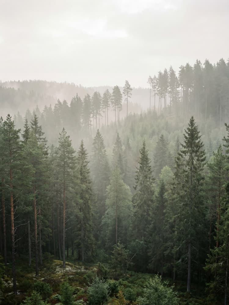 Misty Forest Depths by Andreas Magnusson — canvas wall art