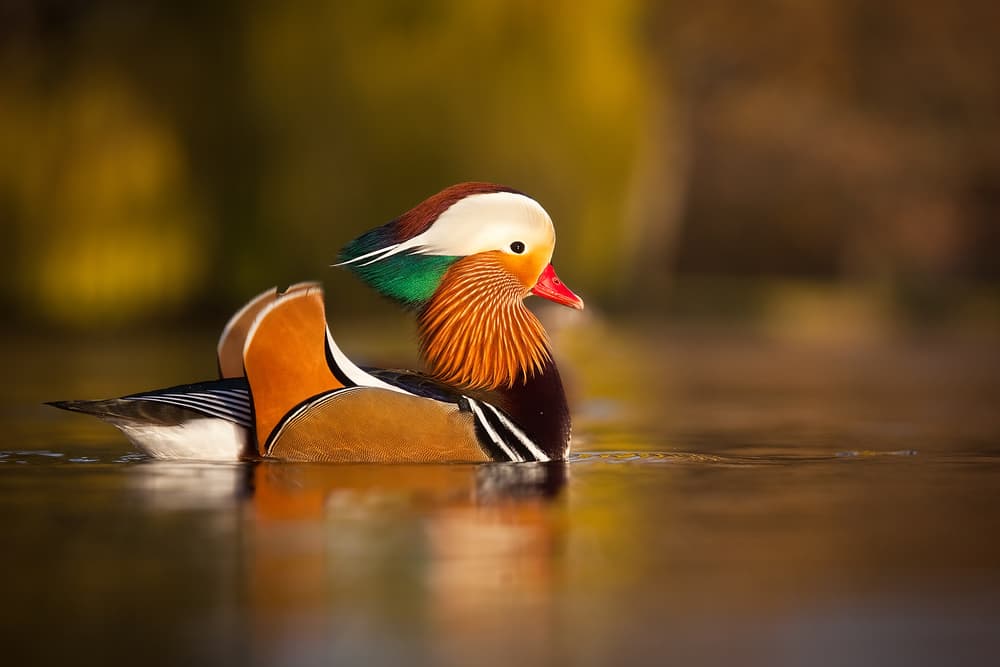 Colorful Mandarin Duck by Robert Adamec — canvas wall art