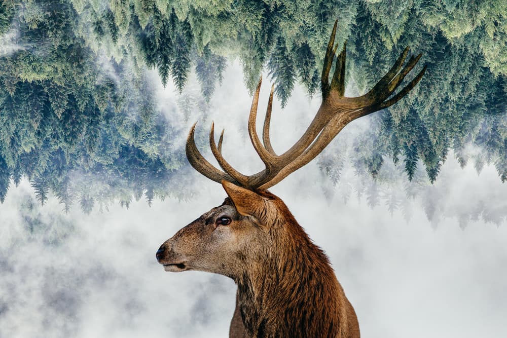 The Deer and the woods by Angyalosi Beáta — canvas wall art