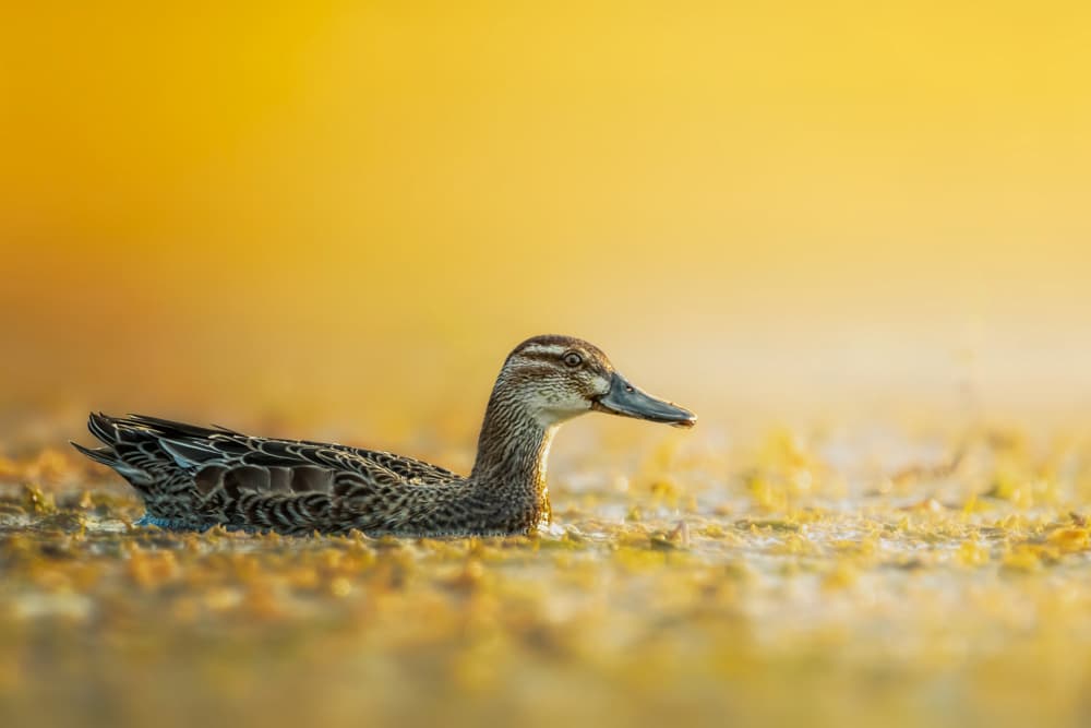 Golden Hour Duck by Sina Pezeshki — canvas wall art
