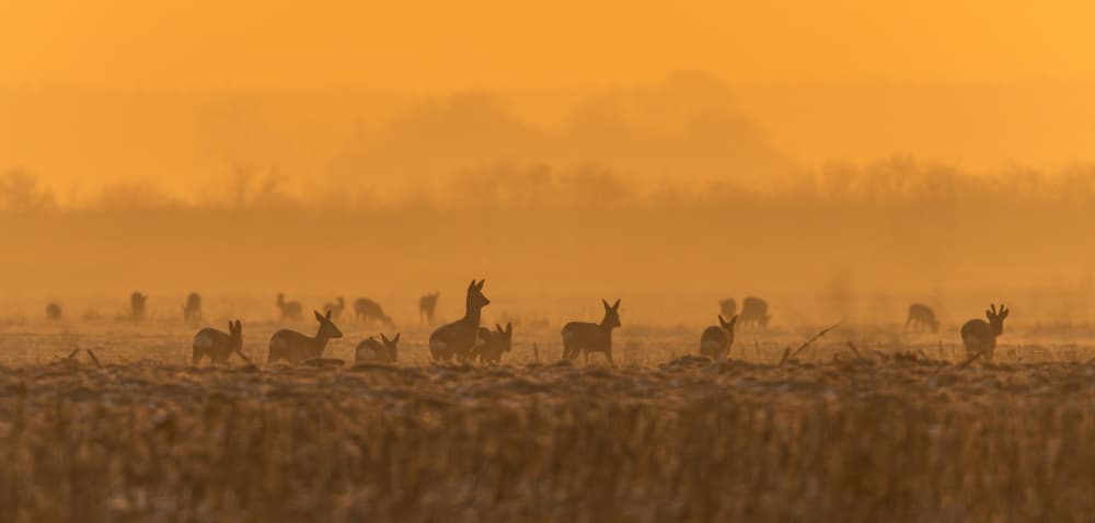 Golden Light Deer by Damian Stopczynski — canvas wall art