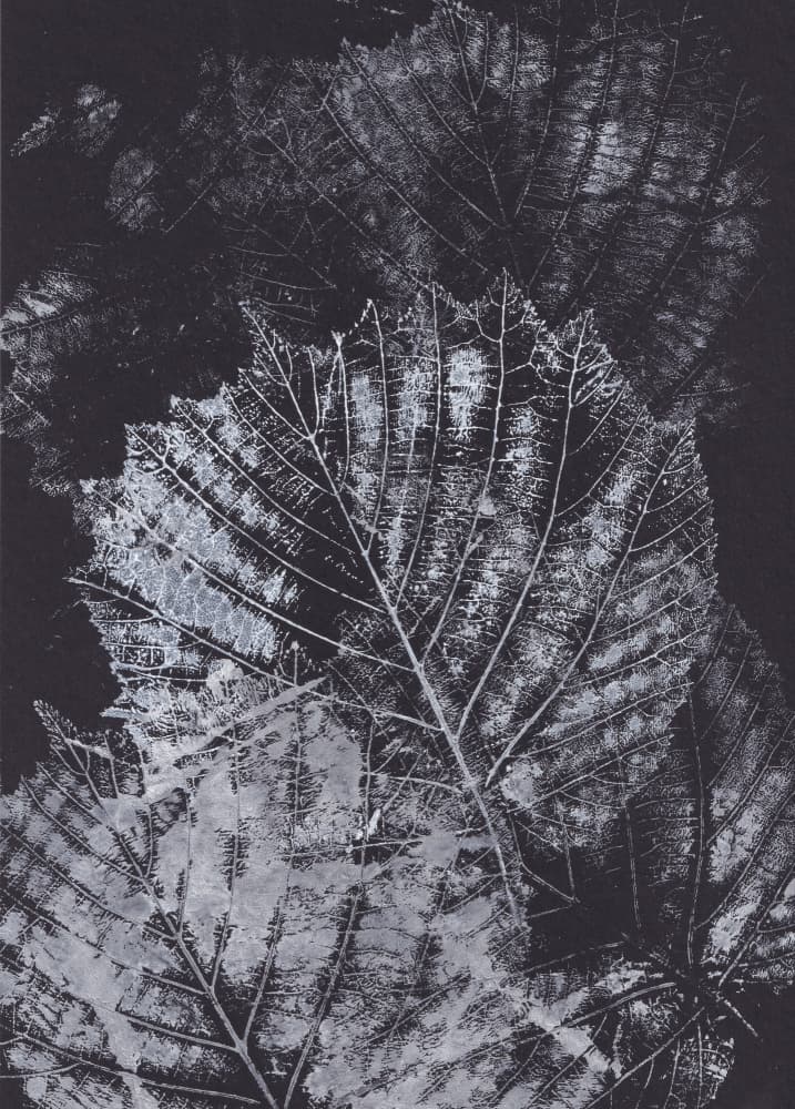 Monochrome Leaf Study by Maira Ribena — canvas wall art