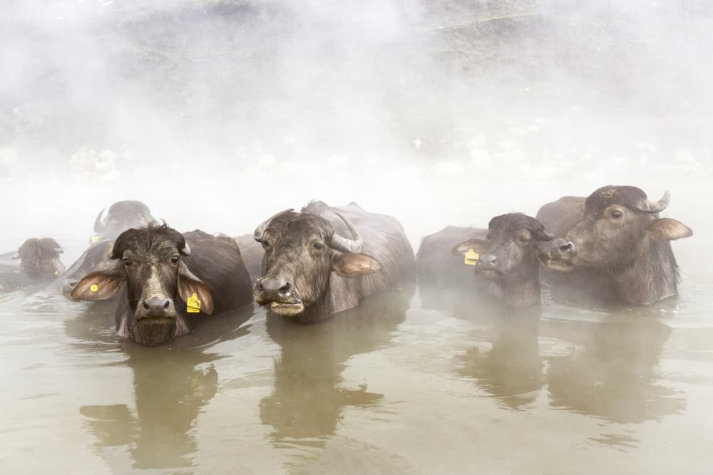 Steaming Water Buffalo by Ayse  Yorgancilar — canvas wall art