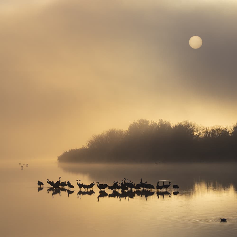 Birds at Misty Sunrise by Azriel Yakubovitch — canvas wall art