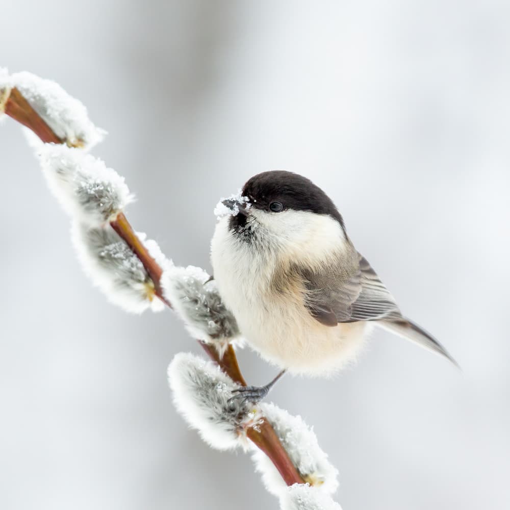 Fluffy Winter Bird by Annie Keizer — canvas wall art