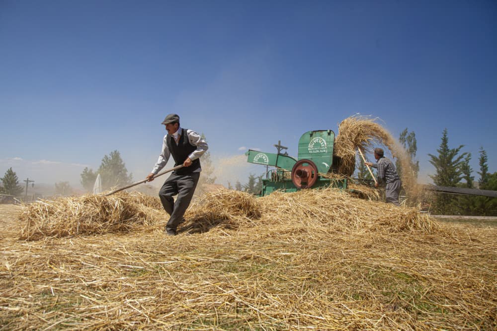 Traditional Grain Harvest by Zühdü Bilgin — canvas wall art