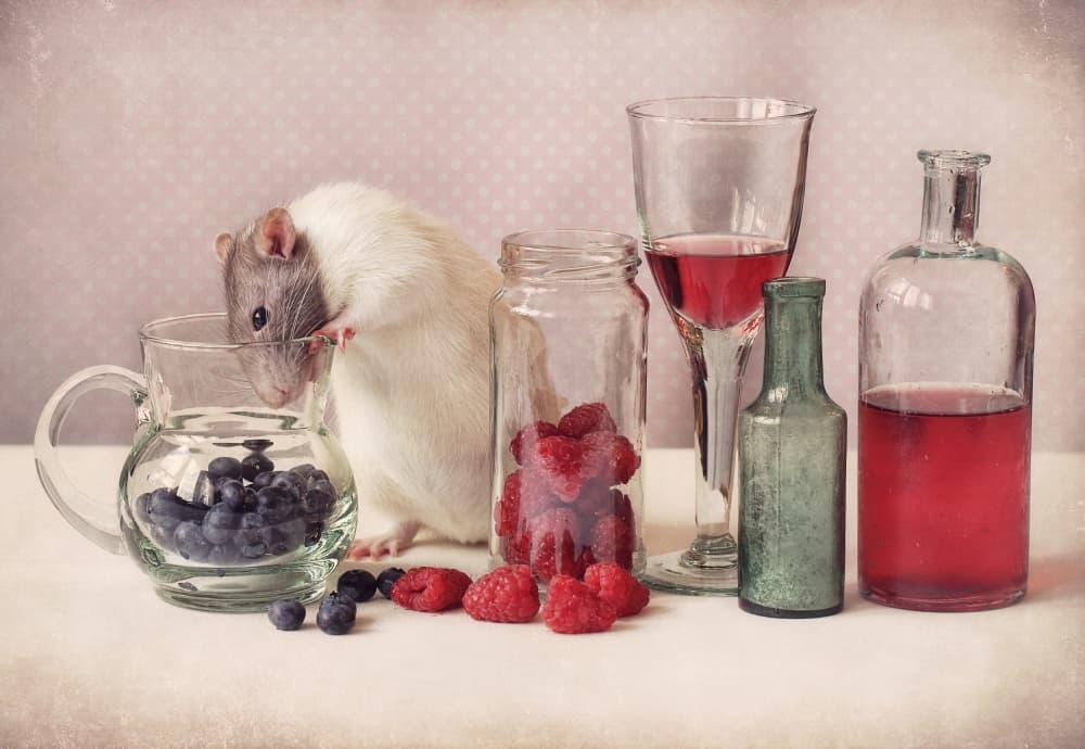 Curious Rat And Berries by Ellen van Deelen — canvas wall art