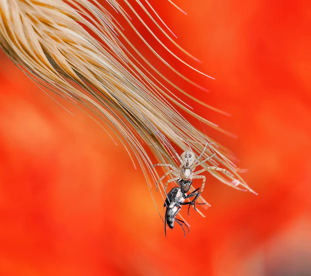 Spider with Captured Insect by Thierry Dufour — canvas wall art