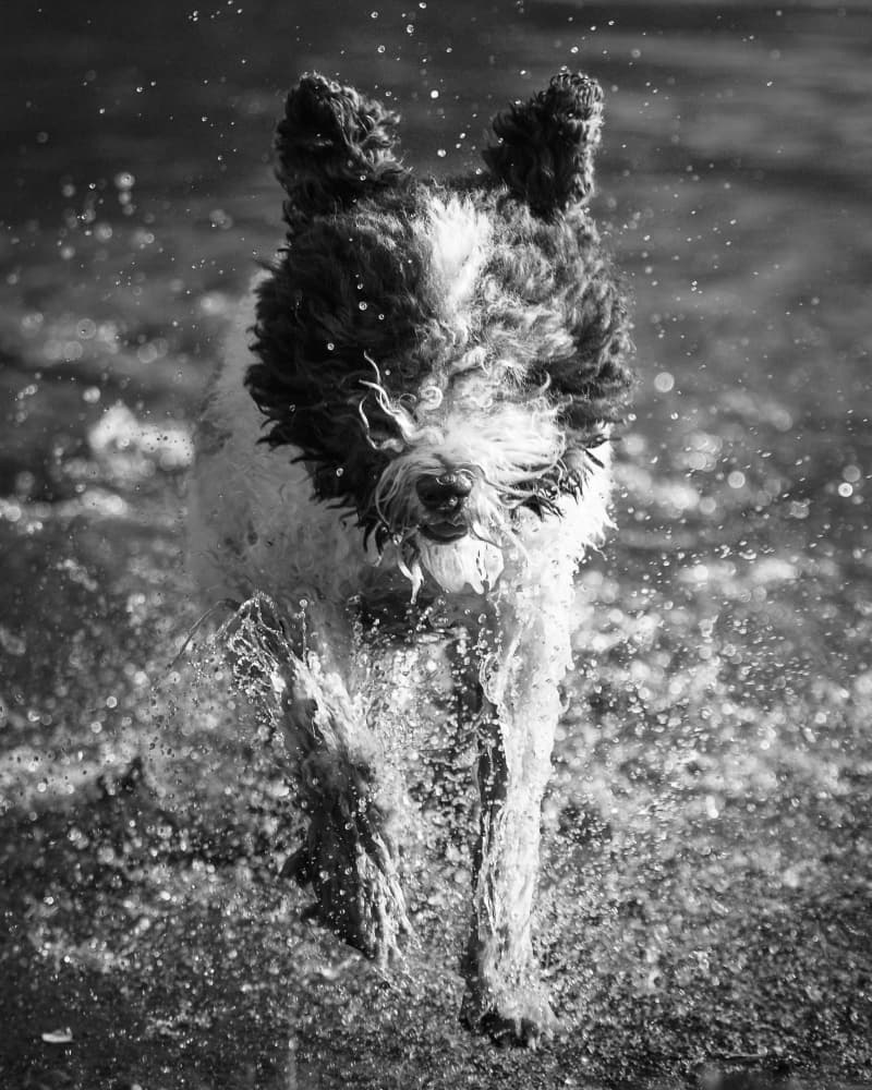 Energetic Dog Splash by Dmitry Razr — canvas wall art