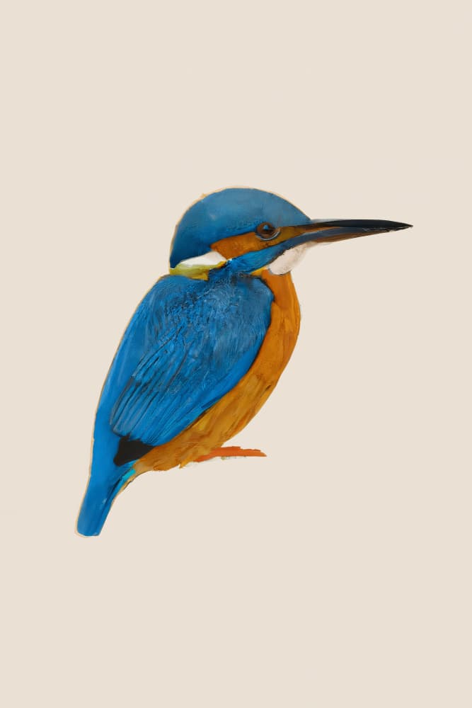 Vibrant Kingfisher Bird by Merel Takken — canvas wall art