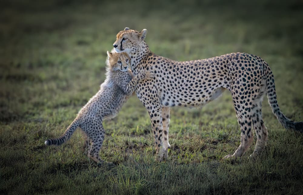 Cheetah Cub Embrace by Jeffrey C. Sink — canvas wall art