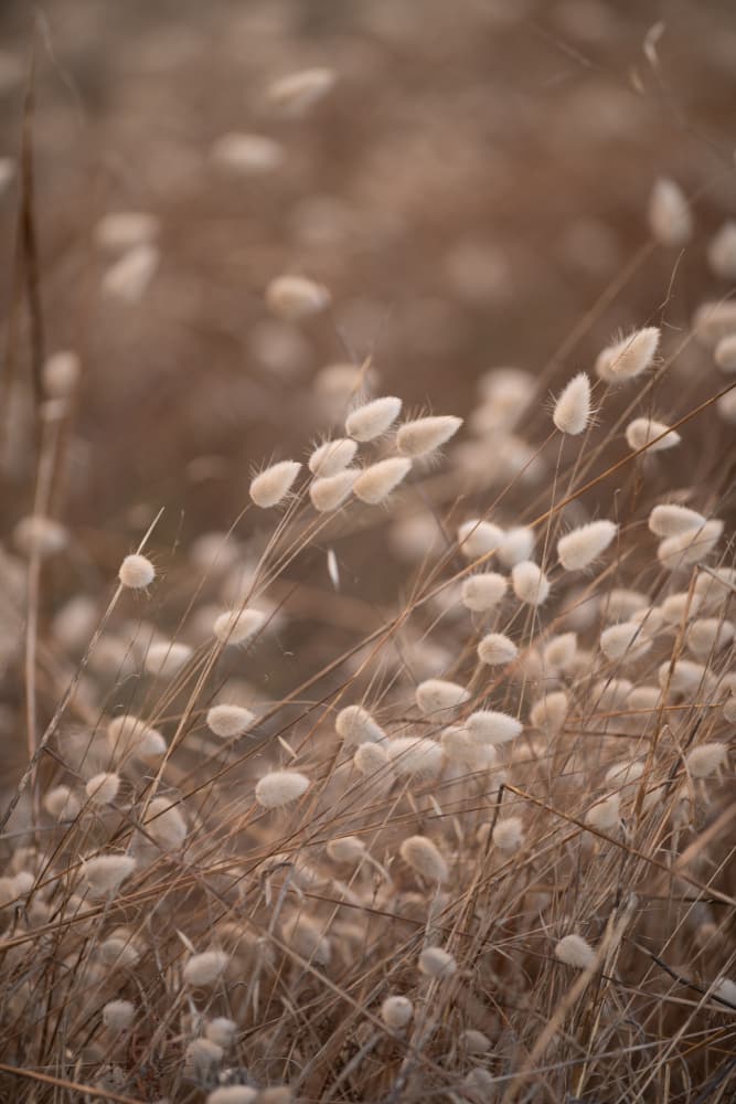 Fluffy Bunny Tails by Crystal Lynn Collins — canvas wall art