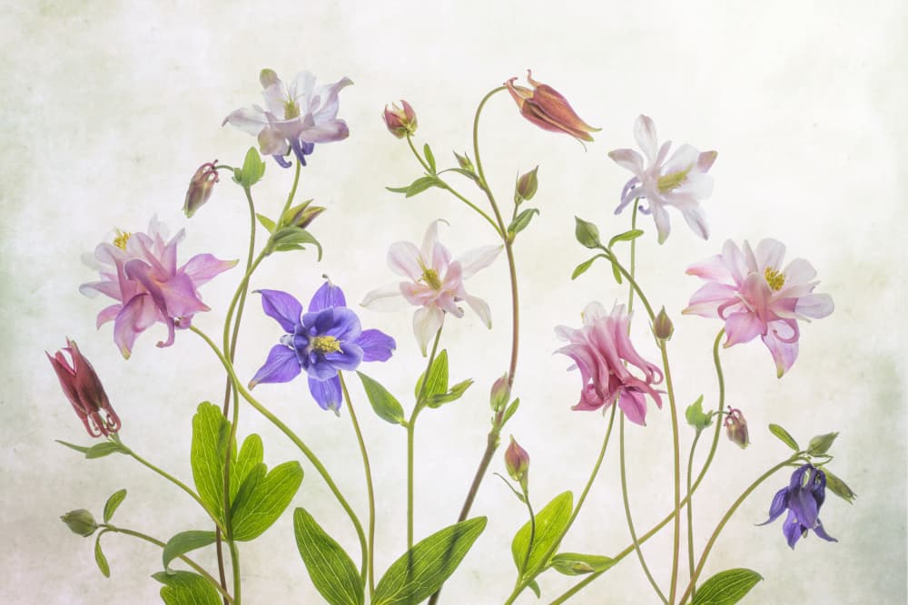 Columbine by Mandy Disher — canvas wall art