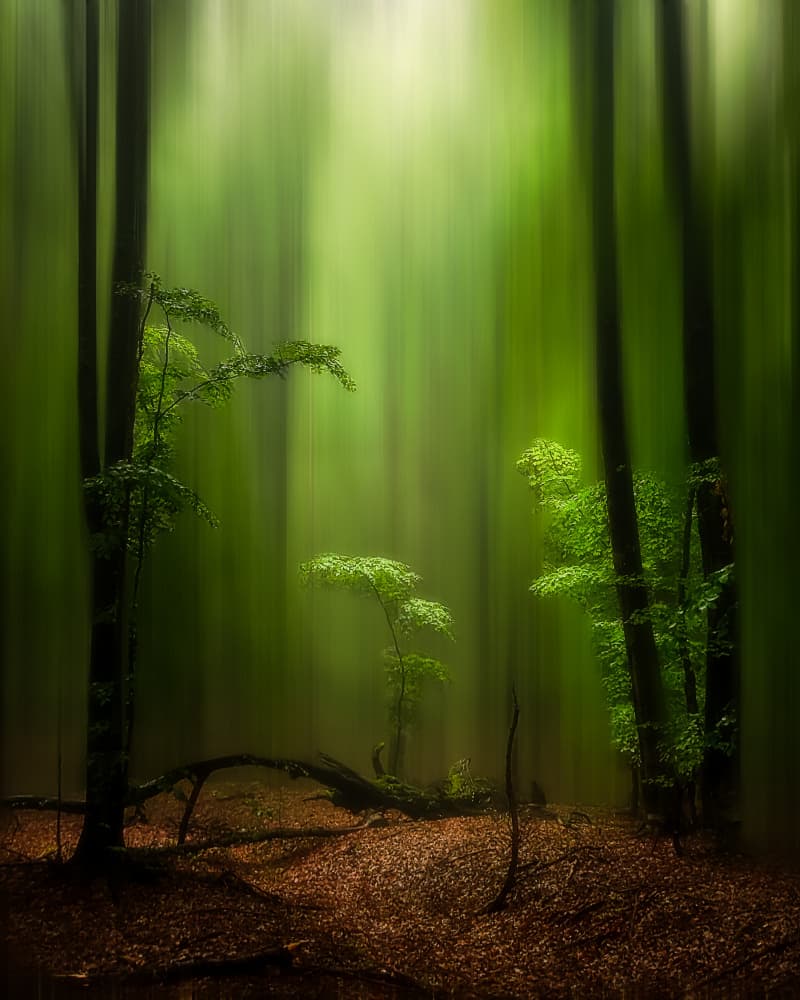 Ethereal Green Forest by Nicolae Stefanel Rusu — canvas wall art