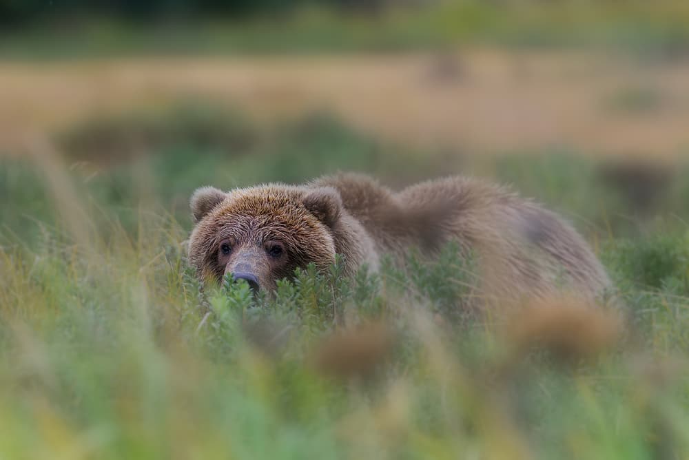 Watchful Grizzly Bear by Roberto Marchegiani — canvas wall art