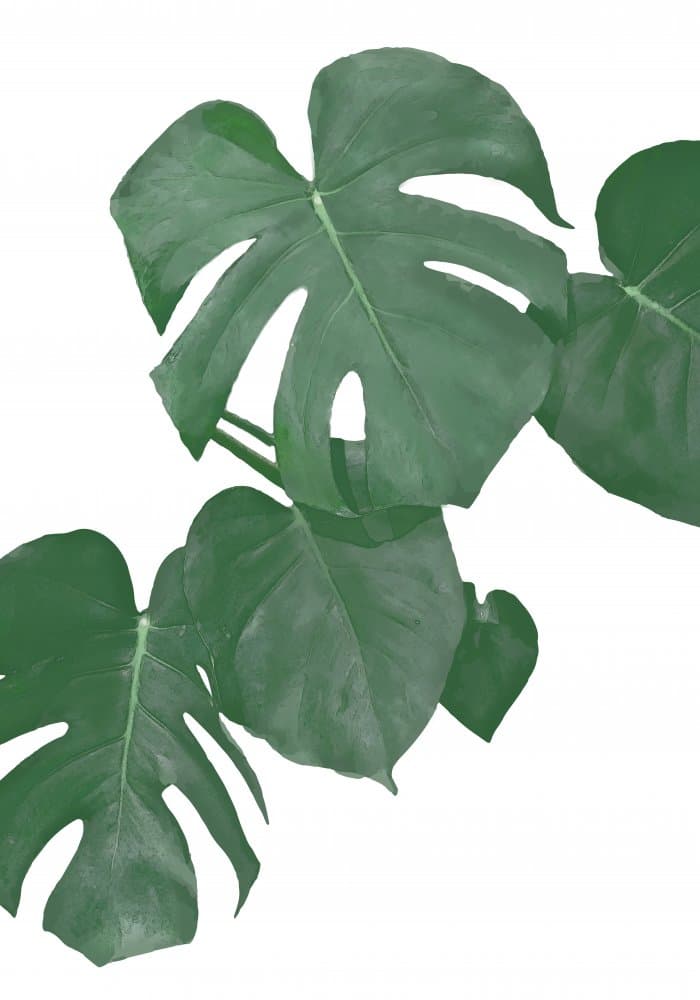 Lush Monstera Leaves by Pictufy Studio II — canvas wall art