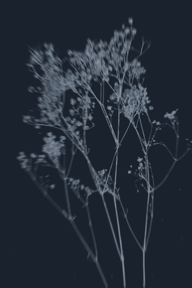 Indigo Botanical Grace by THE MIUUS STUDIO — canvas wall art