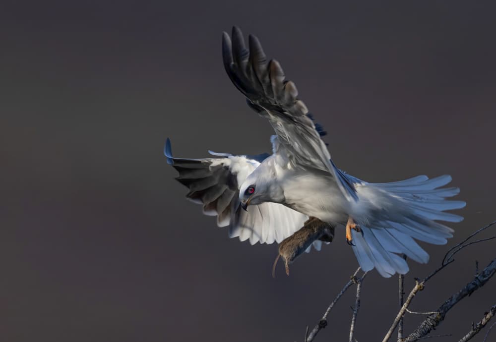 White Kite With Prey by Johnson Huang — canvas wall art