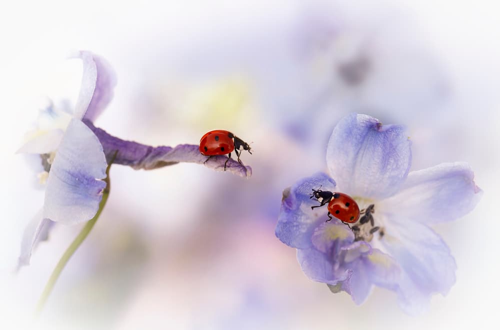 Ladybugs on Lavender by Ellen van Deelen — canvas wall art