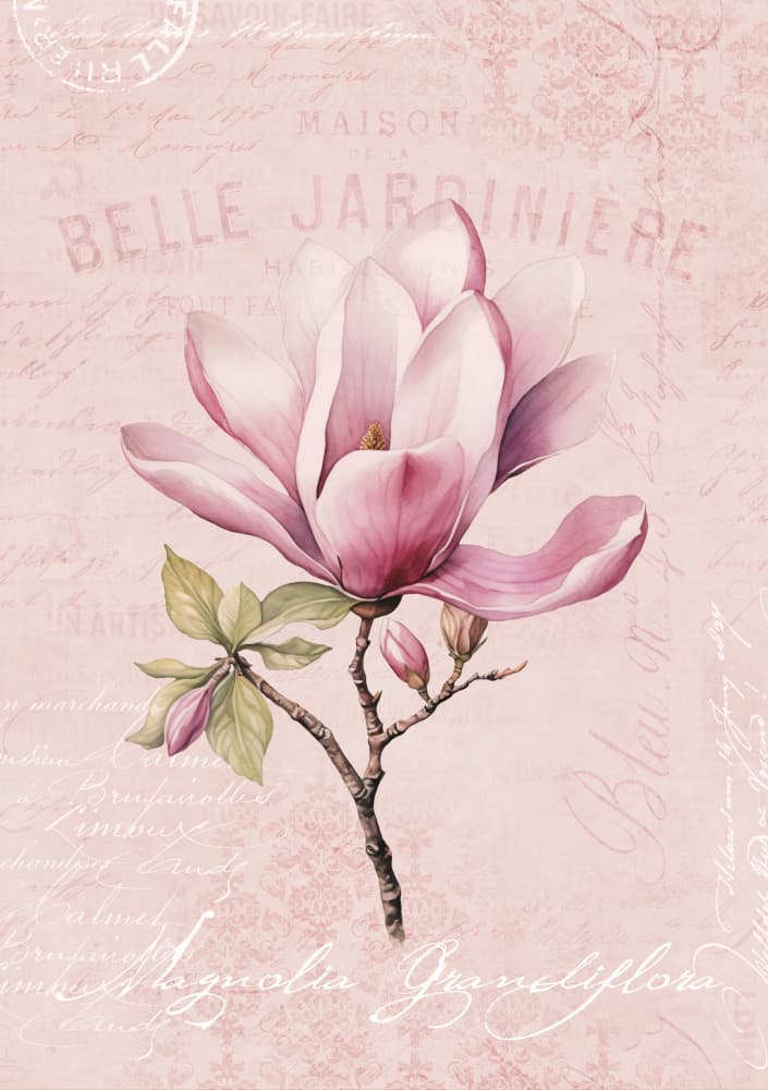 Pink Magnolia Bloom by Andrea Haase — canvas wall art