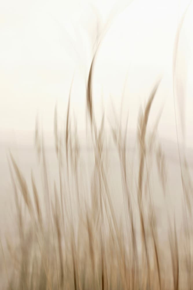 Soft Flowing Grass by Christina Sillen — canvas wall art