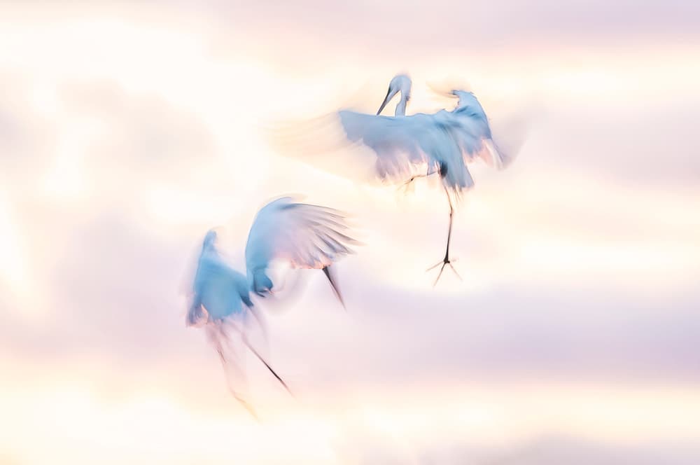 Ethereal Dancing Egrets by Larry Deng APA — canvas wall art