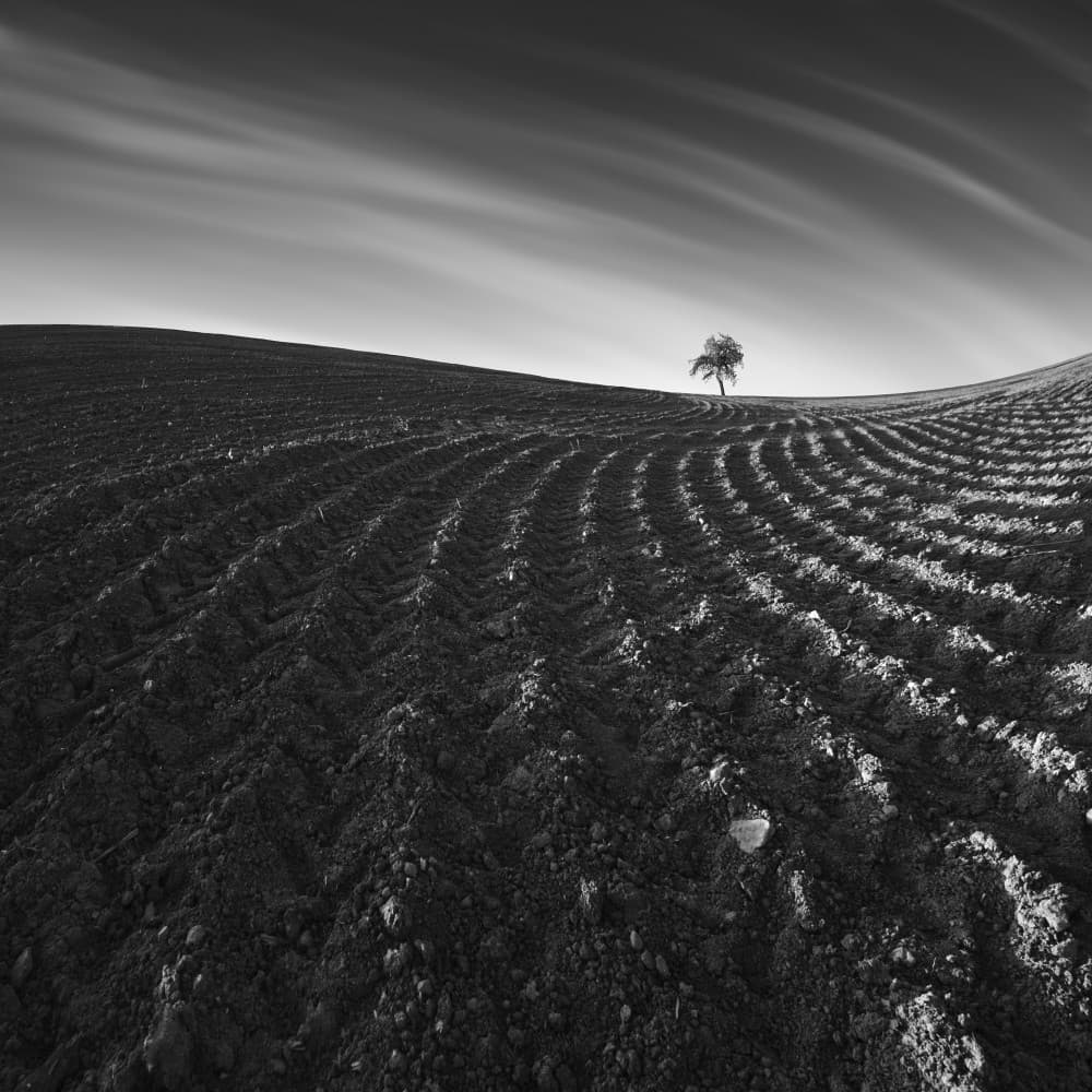 Curved Earth Lone Tree by Tomas Tison — canvas wall art