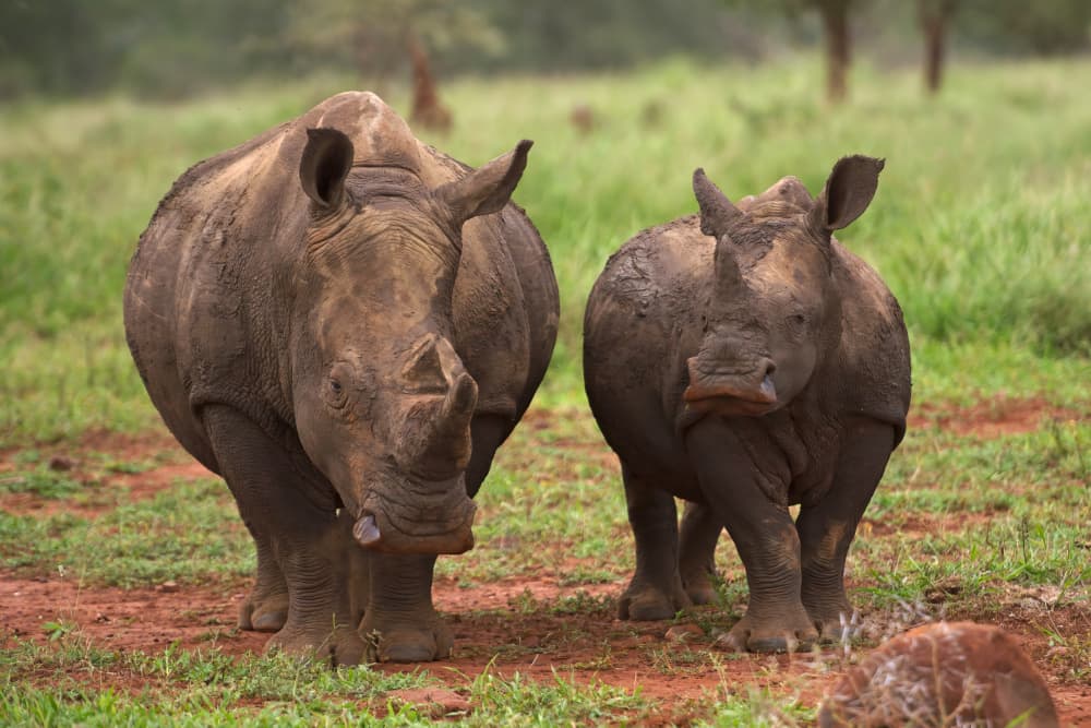 Rhino Mother and Calf by Marco Pozzi — canvas wall art