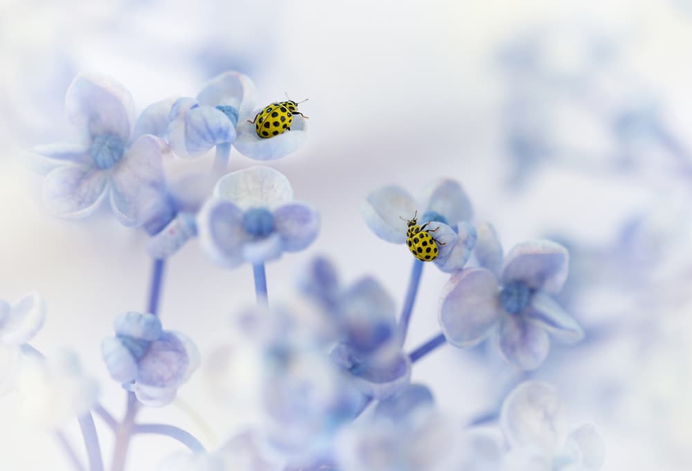 Blue Ladybug Serenity by Ellen van Deelen — canvas wall art
