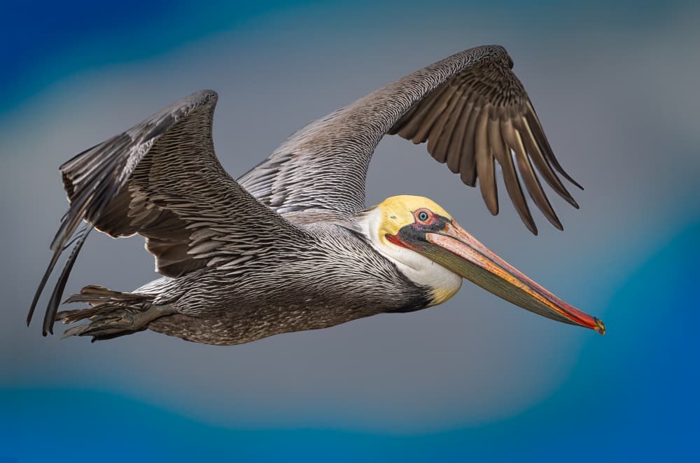 Brown Pelican in Flight by Jeffrey C. Sink — canvas wall art
