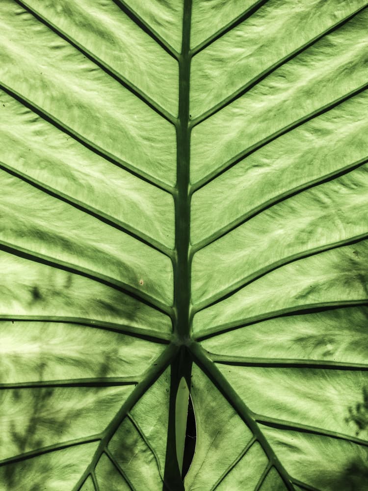Untitled by Shot by Clint — canvas wall art