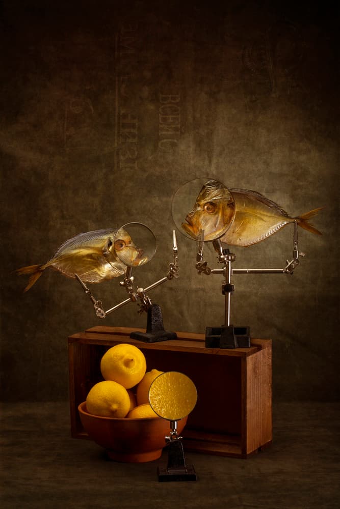Curious Fish Study by Brig Barkow — canvas wall art