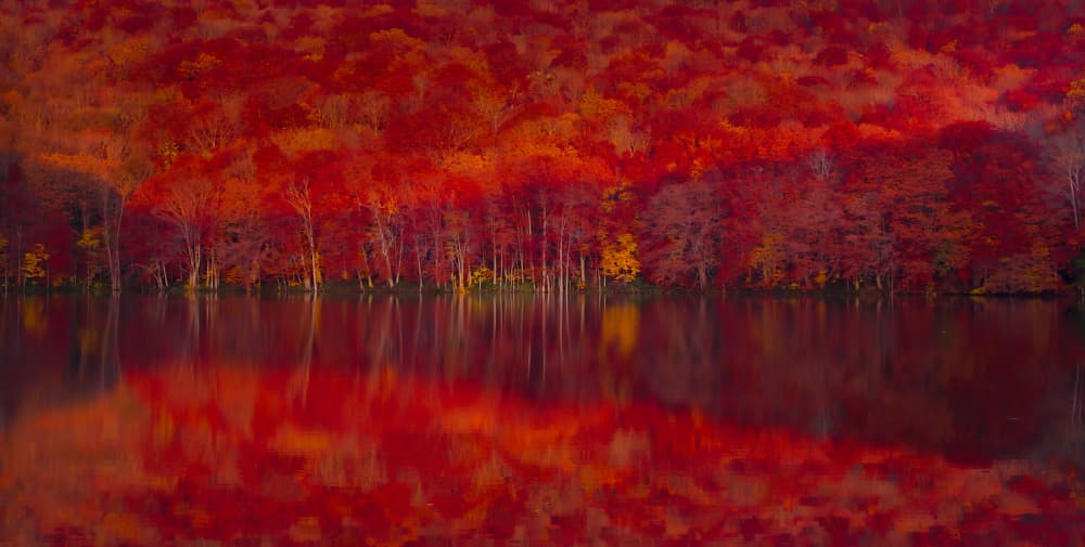 Burning red leaves by LIANG CHEN — canvas wall art