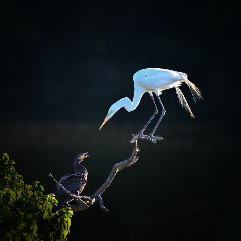 Egret and Cormorant Meet by Yun Gong — canvas wall art