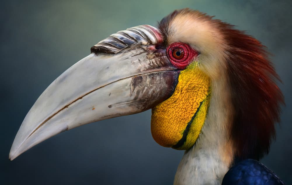 Wreathed Hornbill Portrait by Fahmi Bhs — canvas wall art