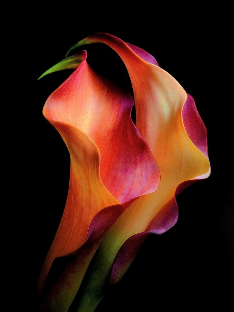 Vibrant Calla Lilies by Jon  Kinney — canvas wall art