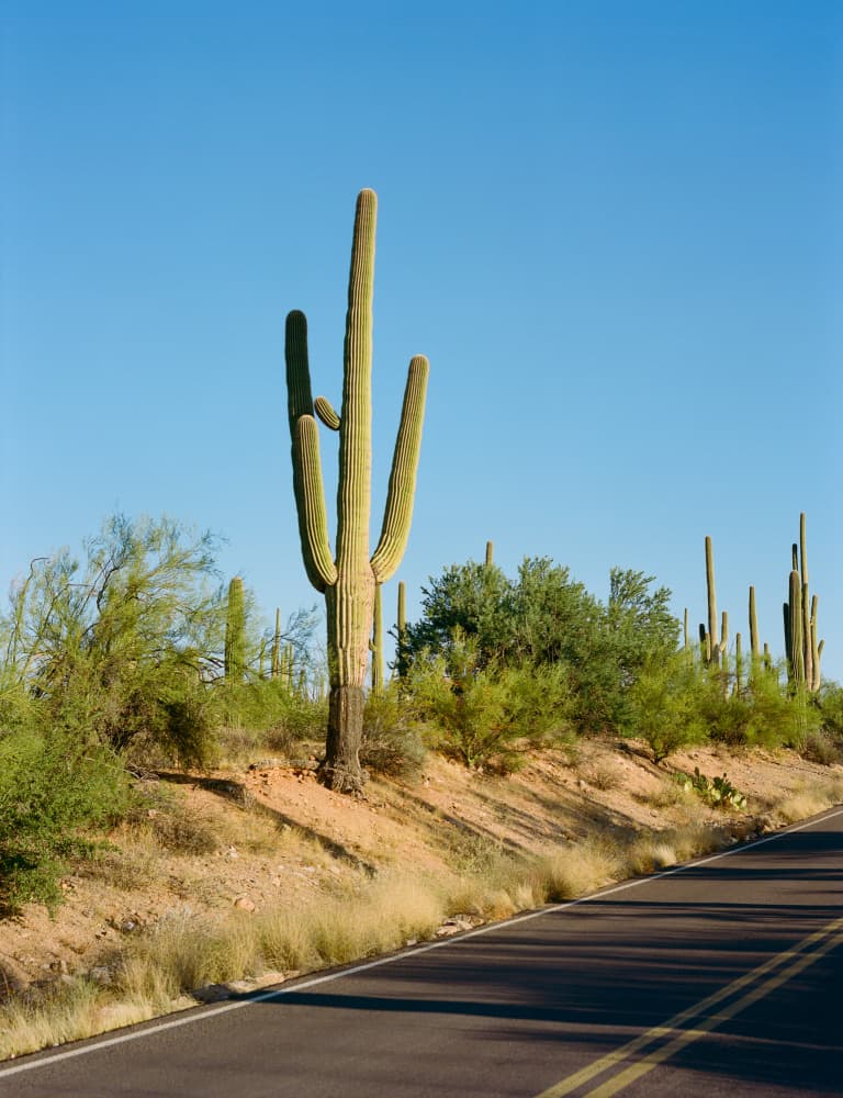 Saguaro Desert Road by Bethany Young — canvas wall art