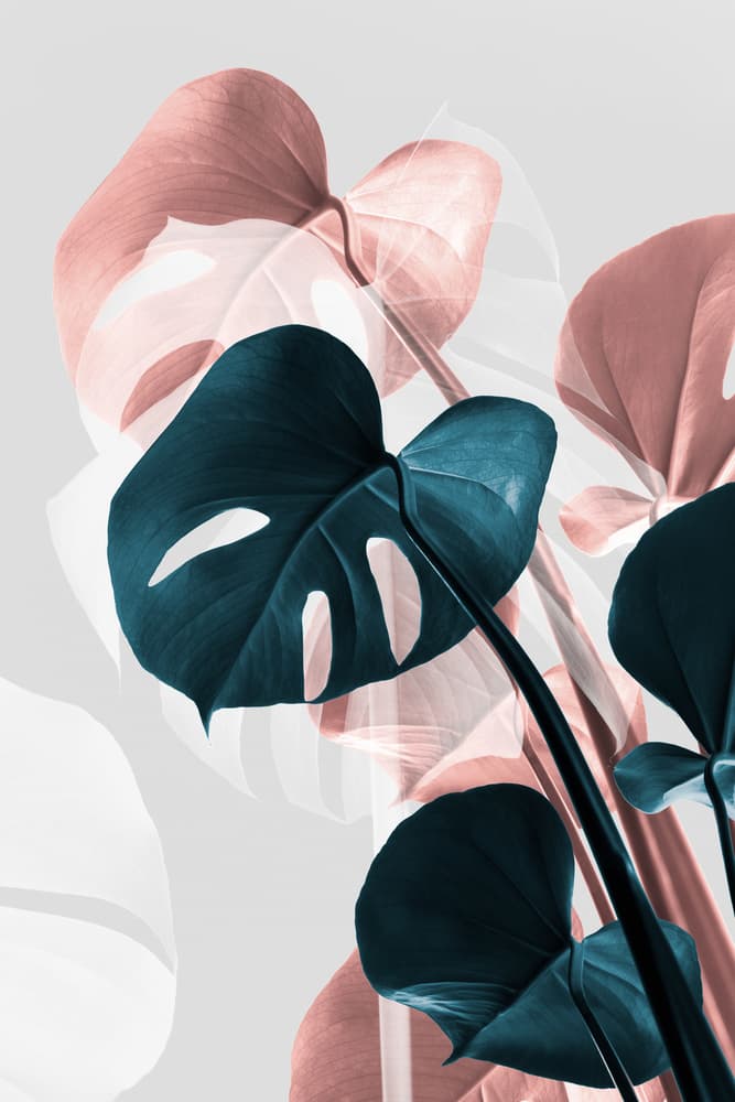Pink and Teal Monstera by Pictufy Studio III — canvas wall art