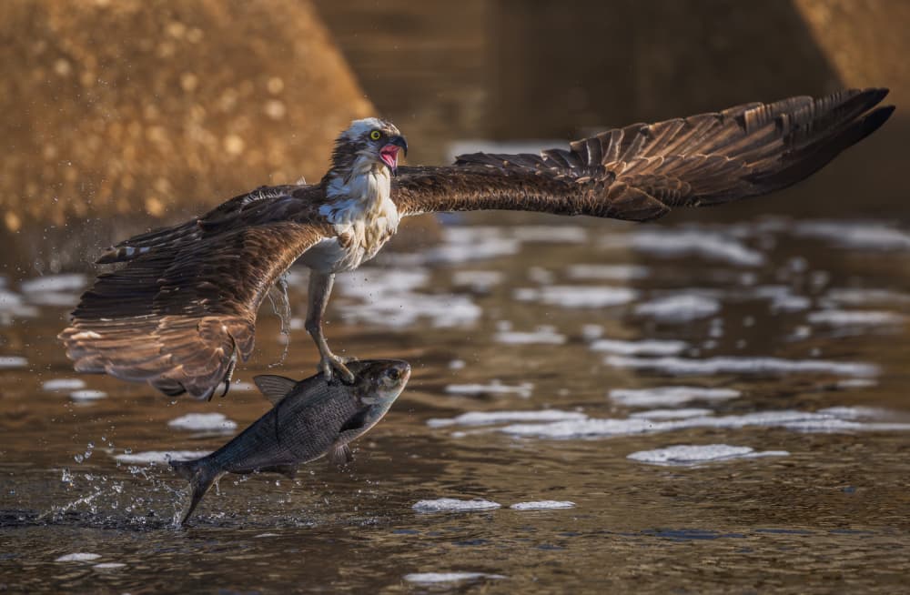 Flying Osprey Catches Fish by Xiaobing Tian — canvas wall art
