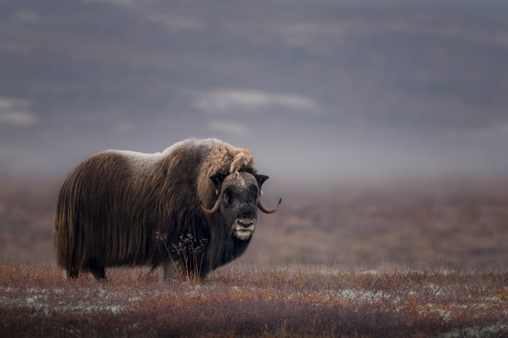 Frosty Tundra Musk Ox by Tom Meier — canvas wall art