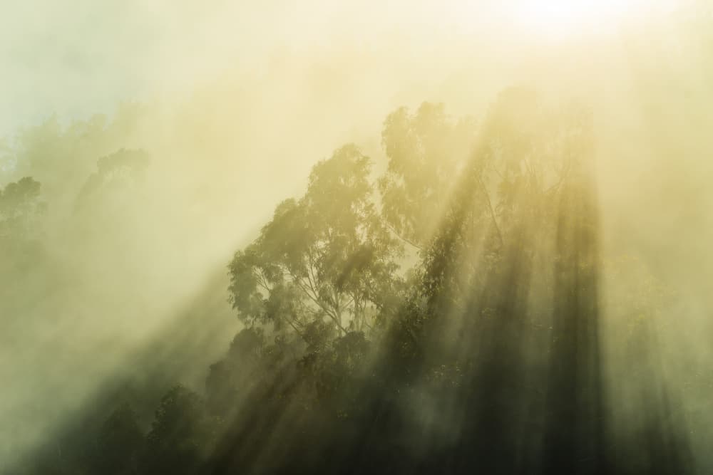 Foggy Woods III by Stefan Hefele — canvas wall art