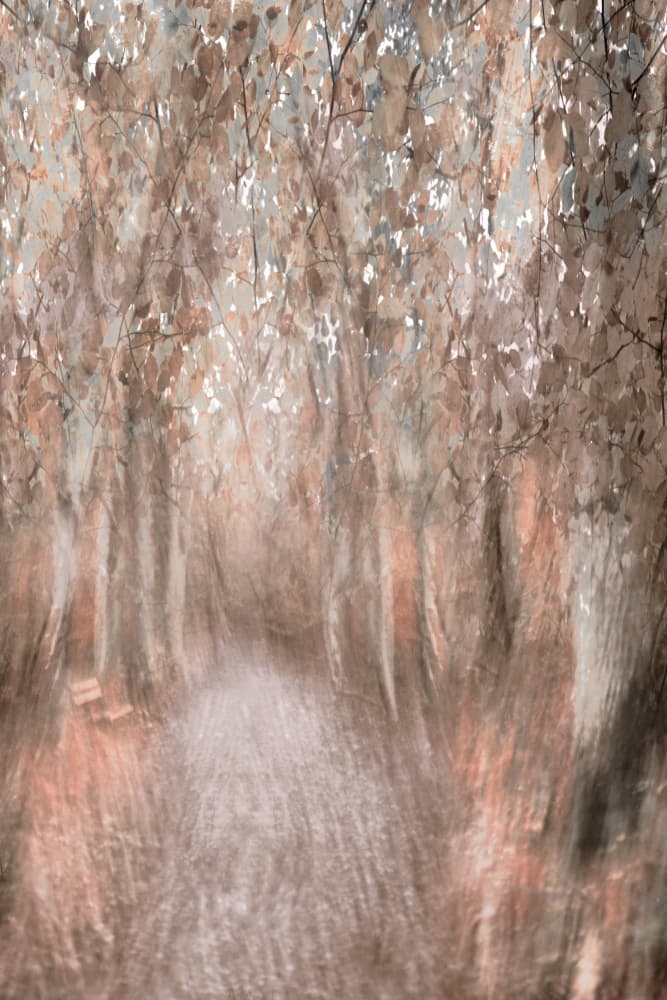 Autumn Forest Path by Christina Sillen — canvas wall art