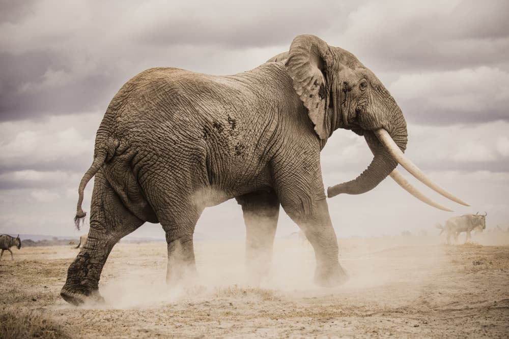 African Elephant Dust by Ali Khataw — canvas wall art