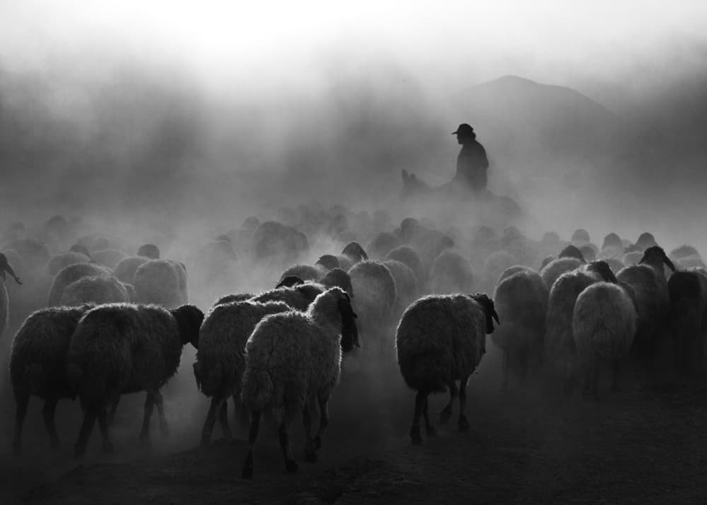 Shepherd's Dusty Journey by Feyzullah Tunç — canvas wall art