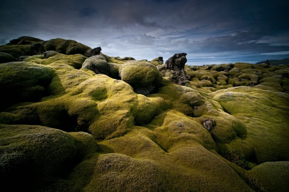 Mossy Volcanic Landscape by Raymond Hoffmann — canvas wall art