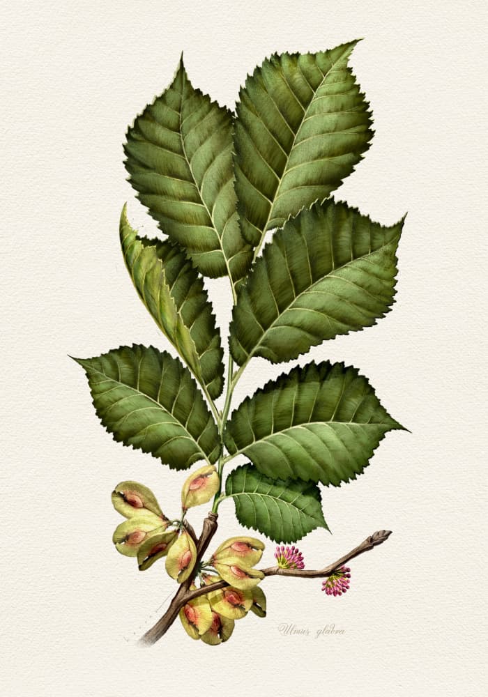 Fresh Elm Botanical Study by Juan Hernaz — canvas wall art