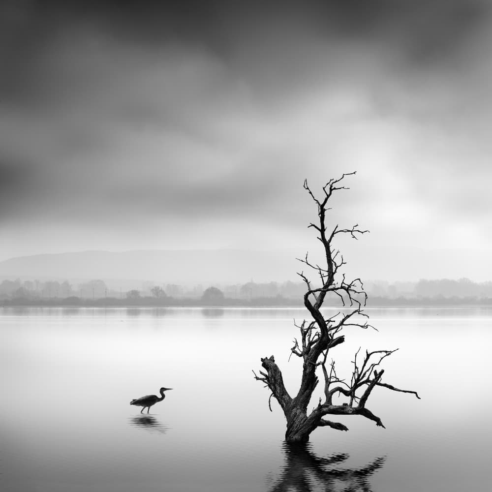 Heron and Bare Tree by George Digalakis — canvas wall art