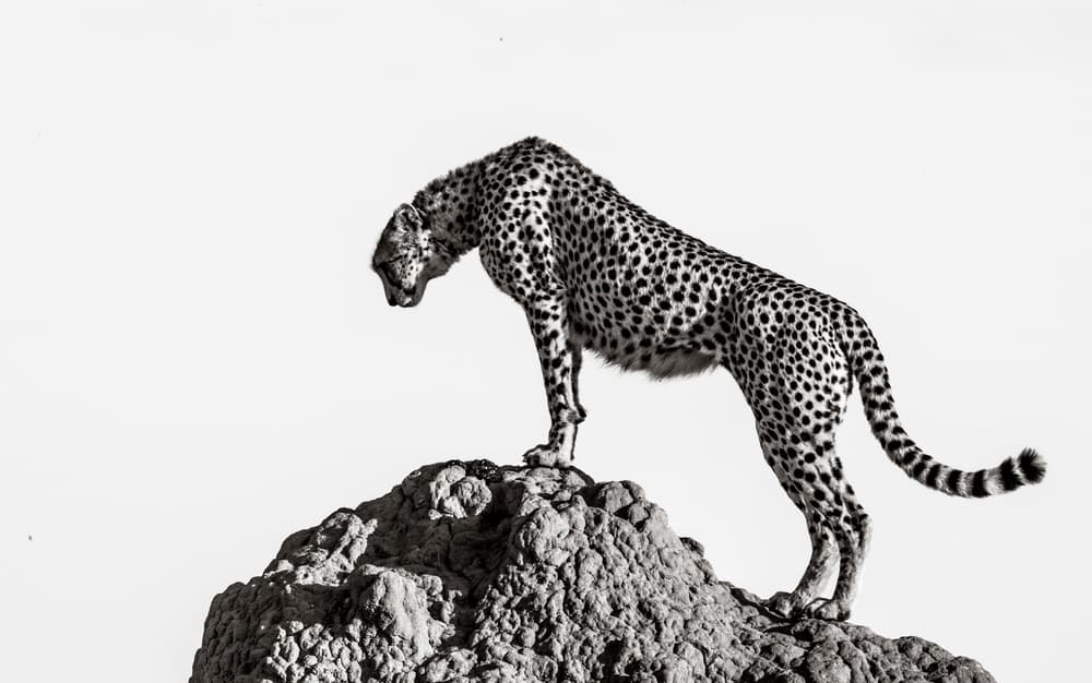 Cheetah On The Rocks